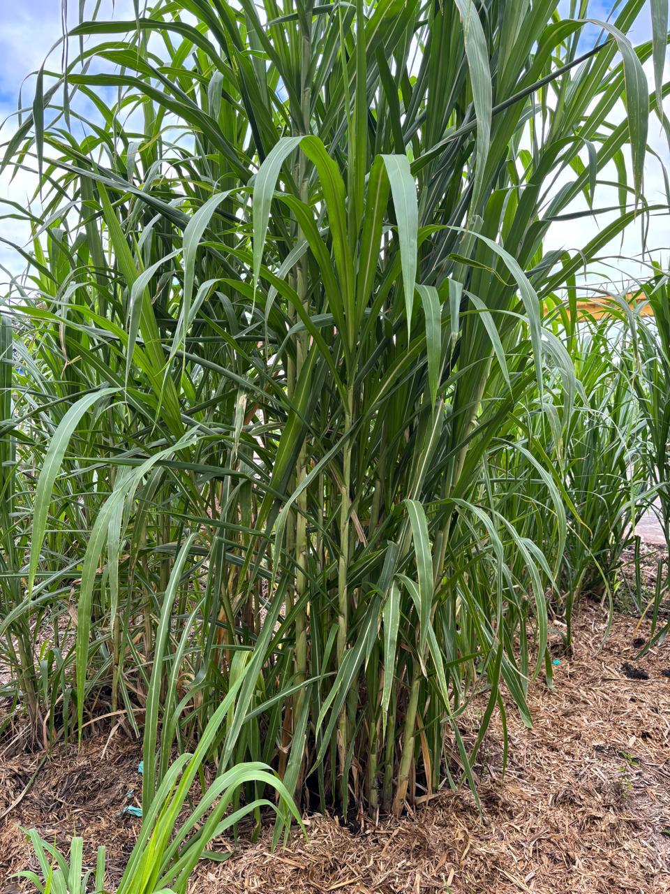 Juncao grass from China used at Ilado Farm