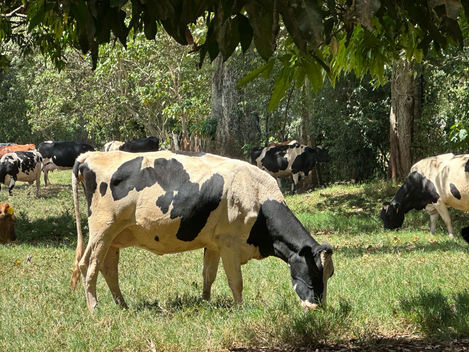 Fresian cow at Ilado Farm
